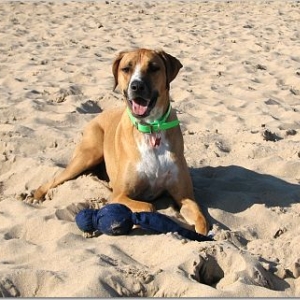 Hobart at the Dog Beach