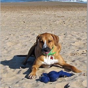 Dog Beach