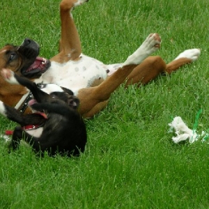 Playing with my best buddy Cricket