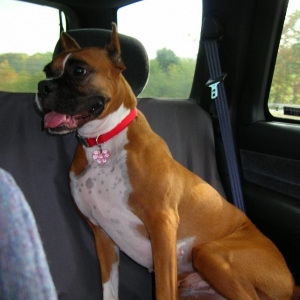 Sunday Afternoon Drive