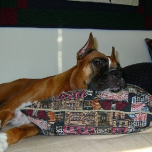 Taking a Morning Snooze