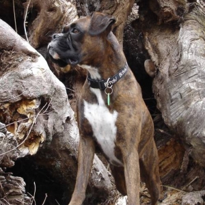 Lily in a tree trunk