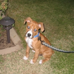 Max, 11-12 weeks