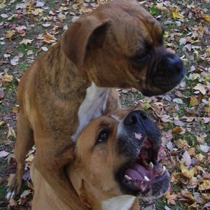 Just a short piggy back ride, please