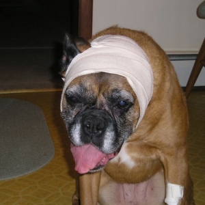 Clio just home from surgery