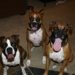 Who's tongue is longest?