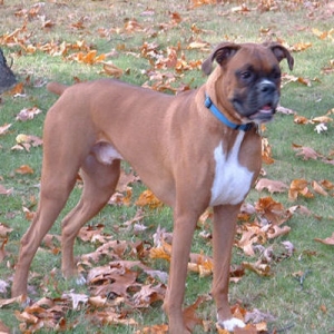 Samson