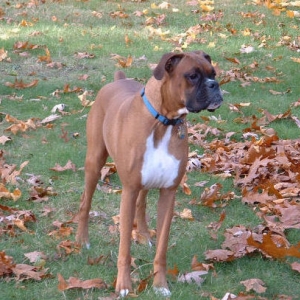 Samson - Fall 2006