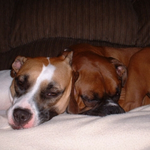 Samson and Hannah