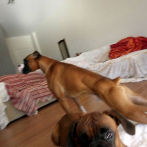 loooooong boxer!