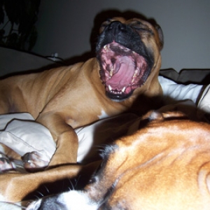Big Yawn!