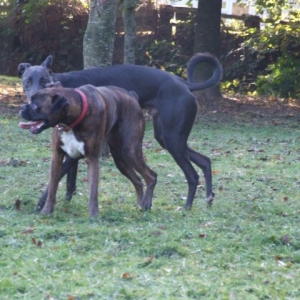 Bruno and Elmo