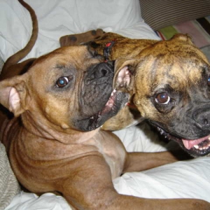 Boris and Fritzi are forever pals