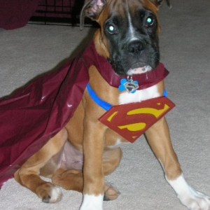 Kalel - Superpup!