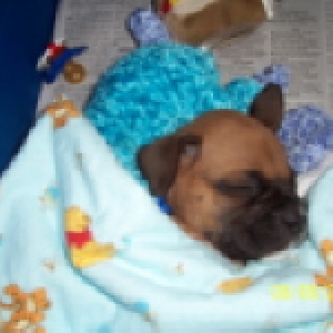 Bentley sleeping!!