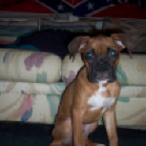 Bentley