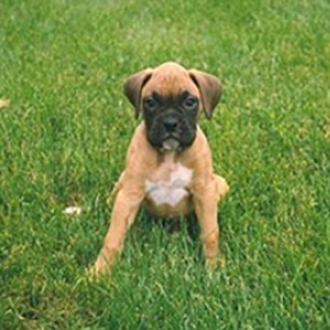 Copper