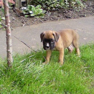 Petra_In_The_Grass