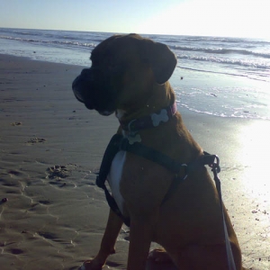 Ruby_