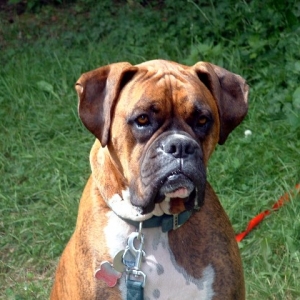 Rex 2 Years