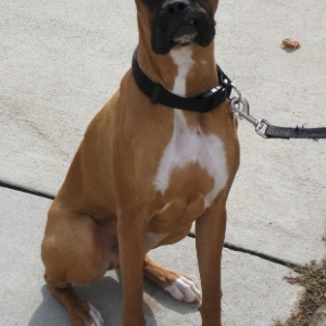 Cooper 3
