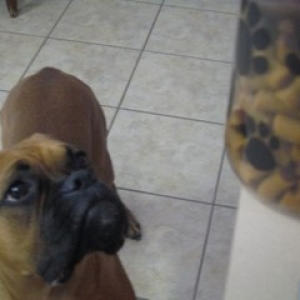 wanting a treat