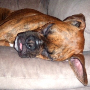 Tongue