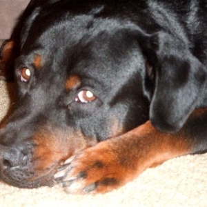 Rex Close-up