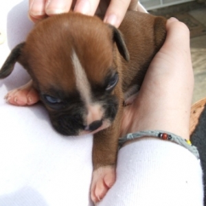 Kali again being held