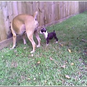 Zeus letting the neighbor's dogs know they can't mess with his sister