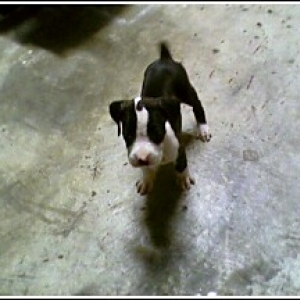 our new addition, cleo!!!