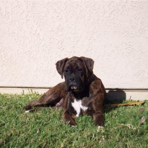 Syd - 8 Month's Old