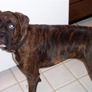 Syd - 8 Month's Old