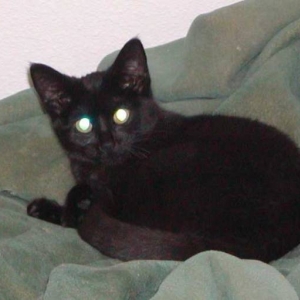 Eboni