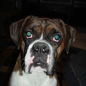 buster