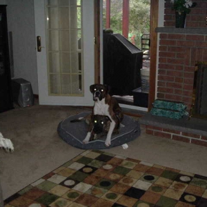 I'll get that bone yet