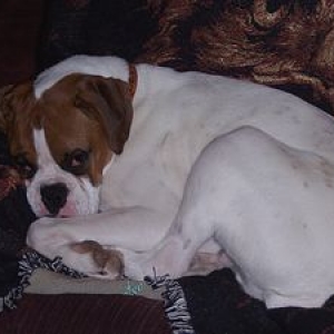 Takin a snooze in dads chair