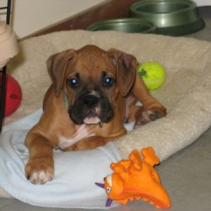 Cooper 10 weeks