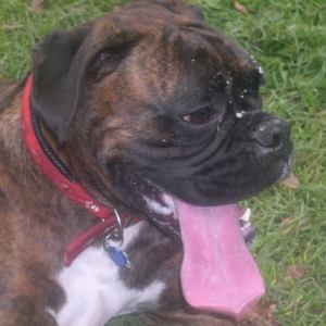 Bruno's large tongue