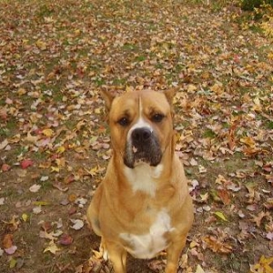 cosmo's  fall camo