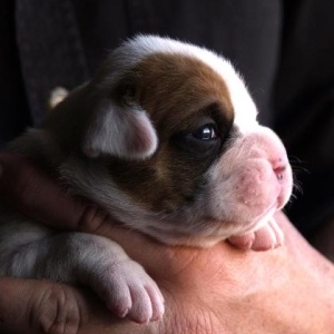Terramotto at 2 weeks