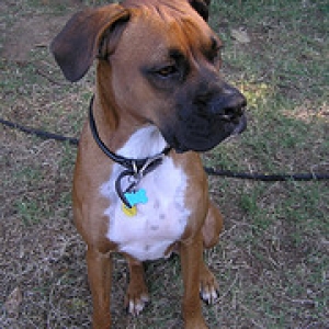 dakota guarding back yard