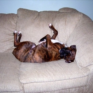 Tuckered Out