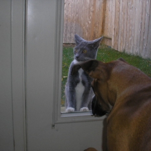 Revan and Nitten