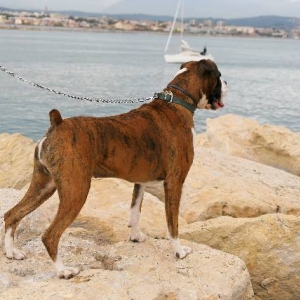 Henri in Antibes