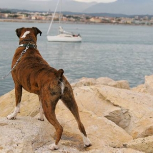 Watching yachts