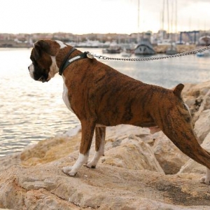 Contemplating a swim