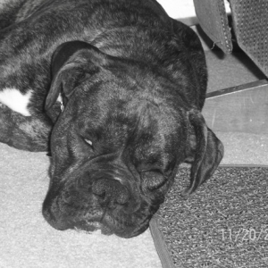 Tiger pooped out!