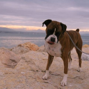 Henri