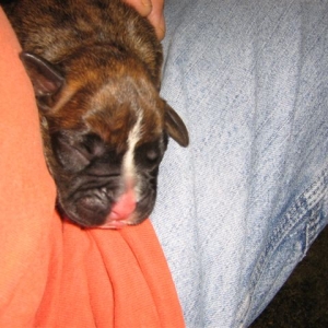 New Puppy